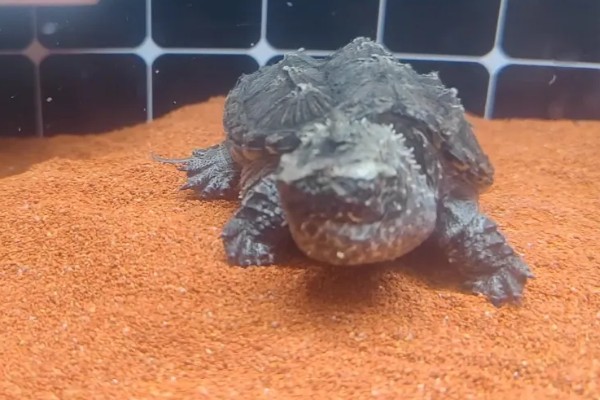 小鳄龟冬眠要放水吗,冬眠后无法在水中正常呼吸