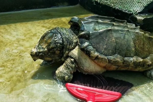 小鳄龟冬眠要放水吗,冬眠后无法在水中正常呼吸