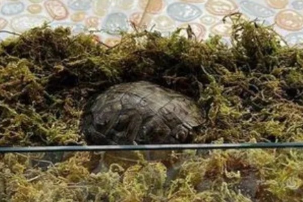 小鳄龟冬眠要放水吗,冬眠后无法在水中正常呼吸