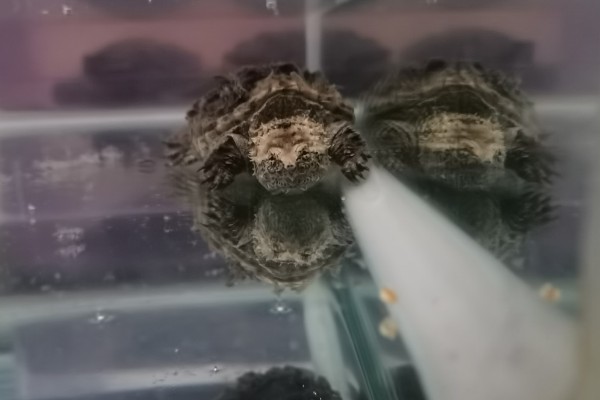 小鳄龟冬眠要放水吗,冬眠后无法在水中正常呼吸