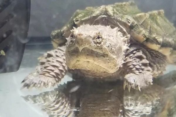 小鳄龟冬眠要放水吗,冬眠后无法在水中正常呼吸