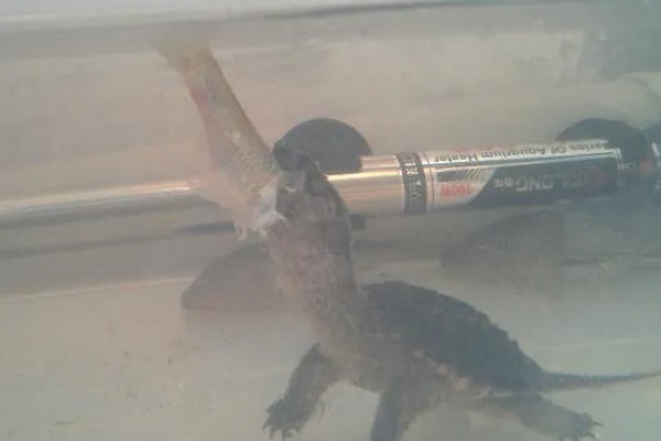 小鳄龟冬眠要放水吗,冬眠后无法在水中正常呼吸