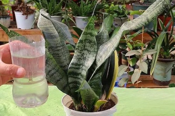 虎皮兰根系腐烂怎么办,取出植株剪除腐烂部位并消毒重栽