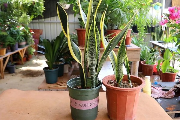 虎皮兰根系腐烂怎么办,取出植株剪除腐烂部位并消毒重栽