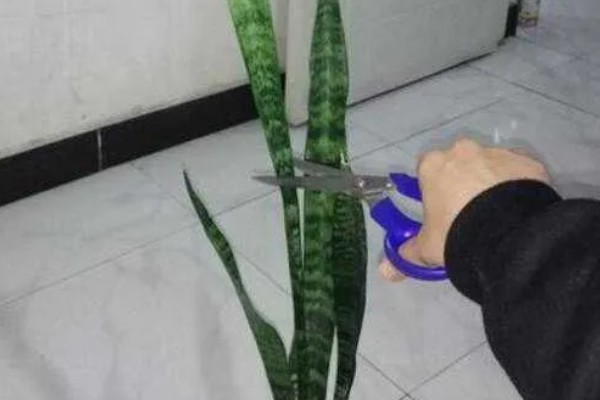 虎皮兰根系腐烂怎么办,取出植株剪除腐烂部位并消毒重栽