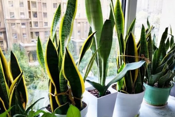 虎皮兰根系腐烂怎么办,取出植株剪除腐烂部位并消毒重栽