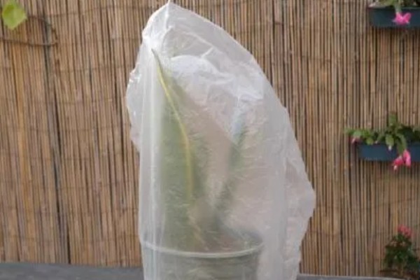 虎皮兰根系腐烂怎么办,取出植株剪除腐烂部位并消毒重栽