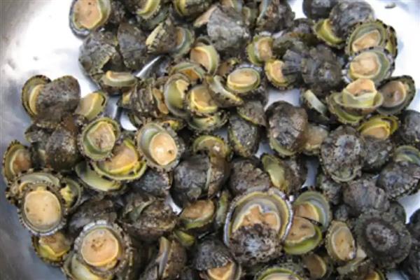 笠螺好养吗，是比较容易喂养的螺类