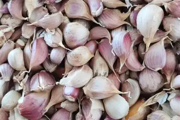 大蒜怎么种植，每亩地的密度为3.3万株左右