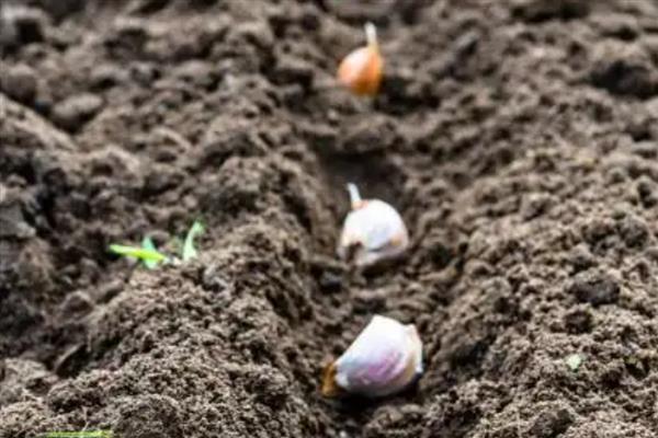 大蒜怎么种植，每亩地的密度为3.3万株左右