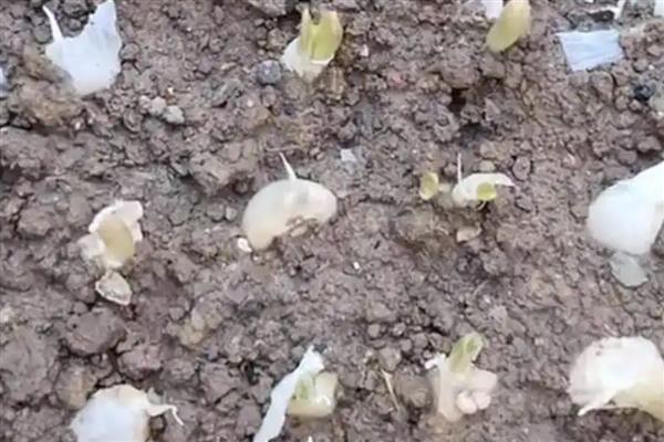 大蒜怎么种植，每亩地的密度为3.3万株左右