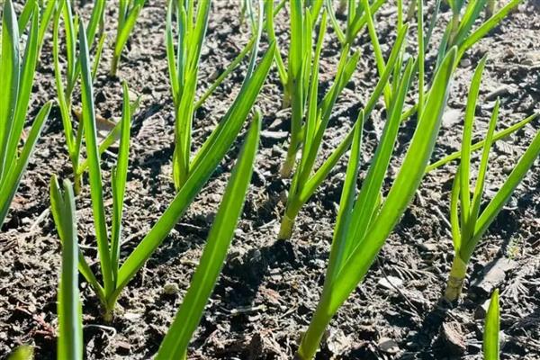 大蒜怎么种植，每亩地的密度为3.3万株左右