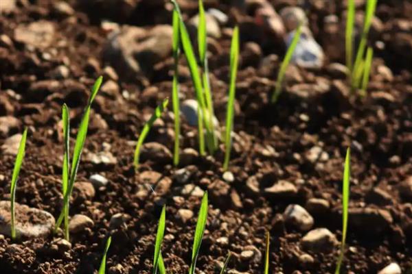 大蒜怎么种植，每亩地的密度为3.3万株左右