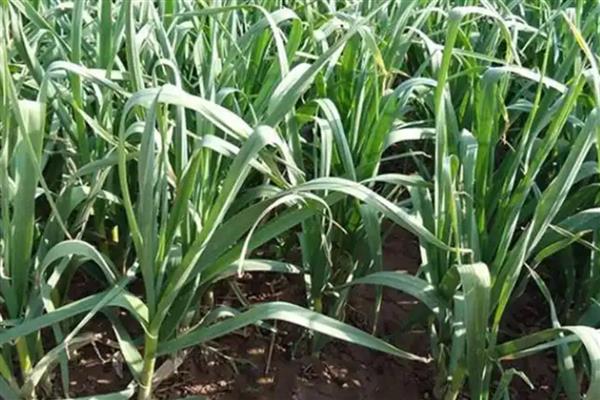 大蒜怎么种植，每亩地的密度为3.3万株左右