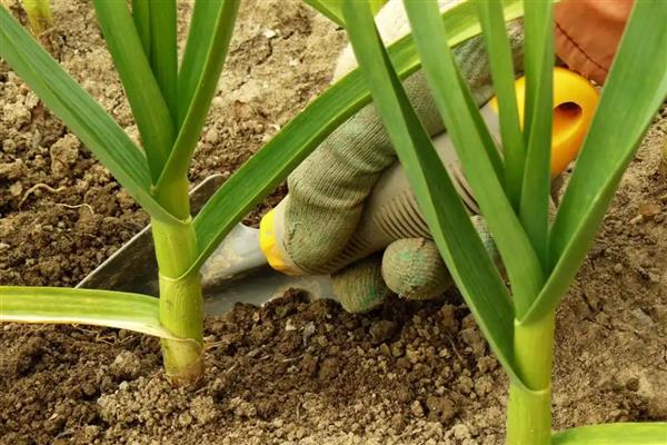 大蒜怎么种植，每亩地的密度为3.3万株左右