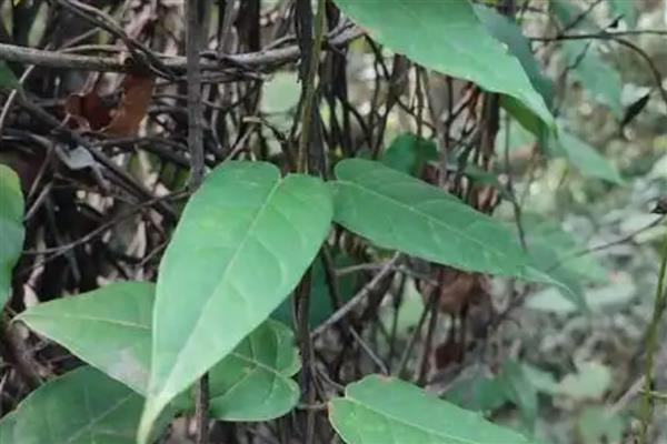 茎的种类,分为缠绕茎、攀援茎等