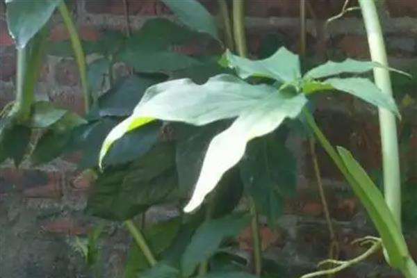 茎的种类,分为缠绕茎、攀援茎等