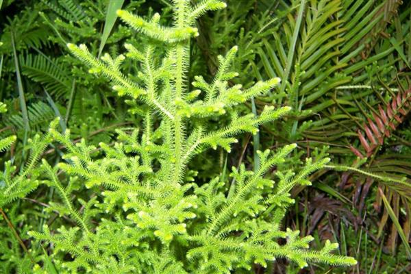 茎的种类,分为缠绕茎、攀援茎等