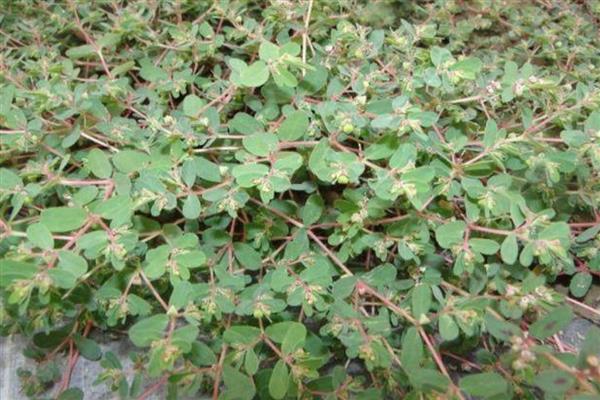 茎的种类,分为缠绕茎、攀援茎等