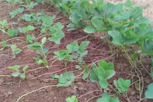 茎的种类,分为缠绕茎、攀援茎等