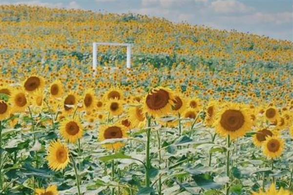 茎的种类,分为缠绕茎、攀援茎等