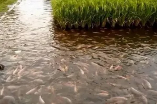 稻田养鱼一亩可以养多少，可以养殖100尾左右