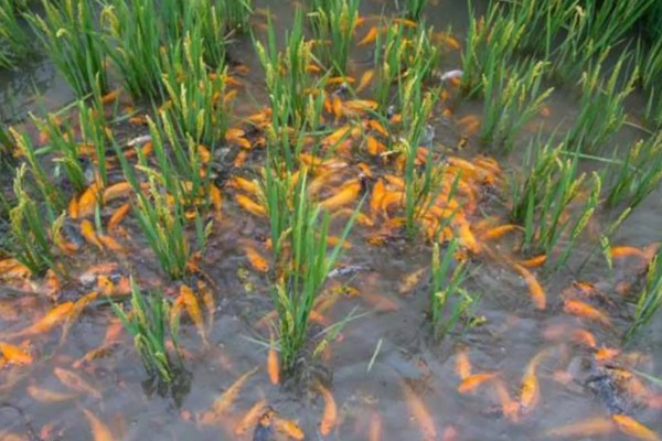 稻田养鱼一亩可以养多少，可以养殖100尾左右