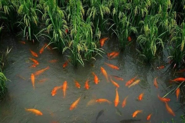 稻田养鱼一亩可以养多少，可以养殖100尾左右