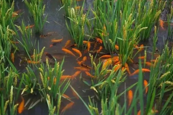 稻田养鱼一亩可以养多少，可以养殖100尾左右