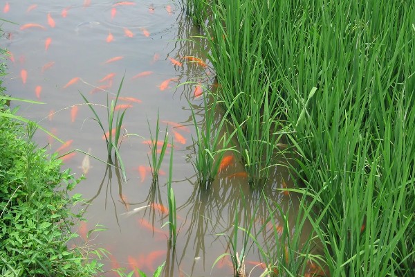 稻田养鱼一亩可以养多少，可以养殖100尾左右