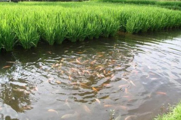 稻田养鱼一亩可以养多少，可以养殖100尾左右