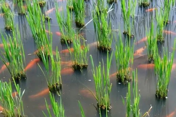 稻田养鱼一亩可以养多少，可以养殖100尾左右