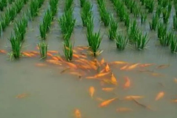 稻田养鱼一亩可以养多少，可以养殖100尾左右