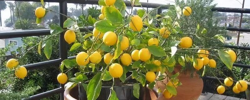 柠檬树适合用哪种土壤种植，以疏松肥沃、透气排水的土壤为宜