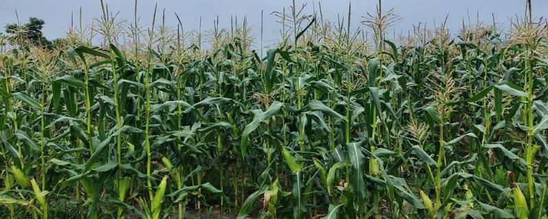 华硕587玉米种的特征特性，从出苗至成熟需要126天左右