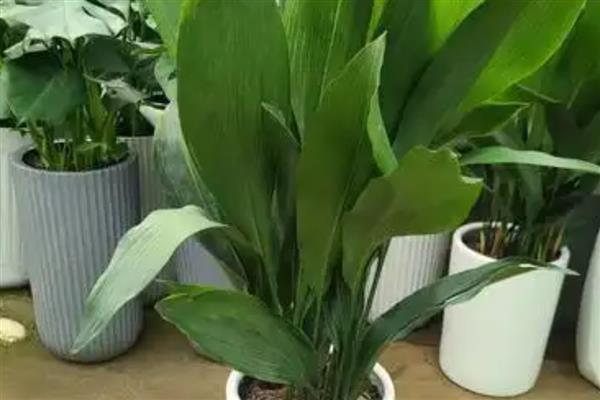 一叶兰施哪种肥长得好,施肥以氮肥为主