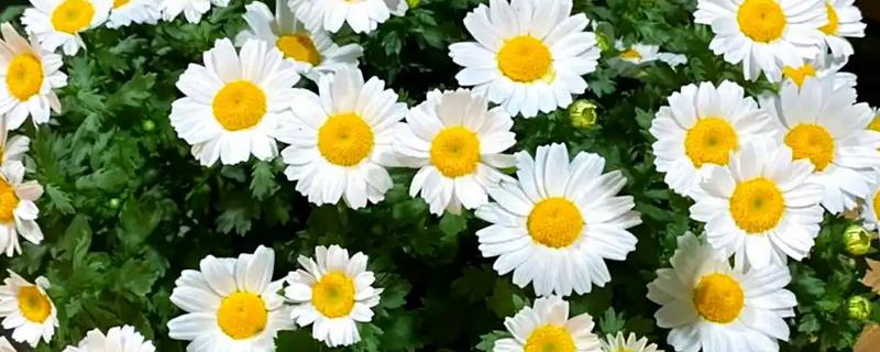 洋甘菊是不是小雏菊,二者不是同一种植物