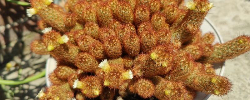 让金手指开花的方法，要把温度保持在15-22℃