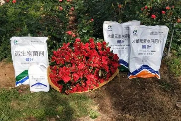 五月份什么花开放，有玫瑰花、槐花等