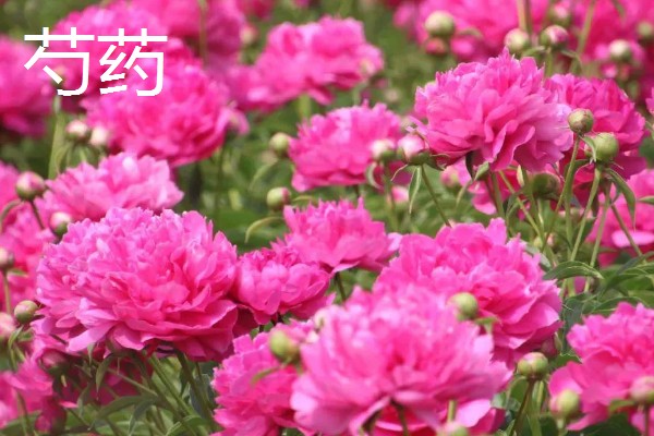 五月份什么花开放，有玫瑰花、槐花等