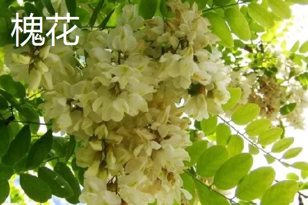 五月份什么花开放，有玫瑰花、槐花等