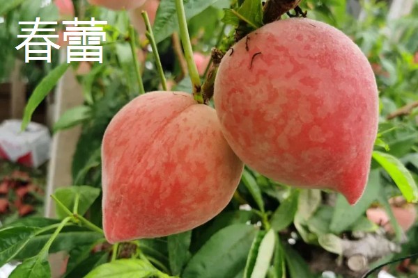 无锡水蜜桃有什么品种,春蕾、春花等品种的品质较好