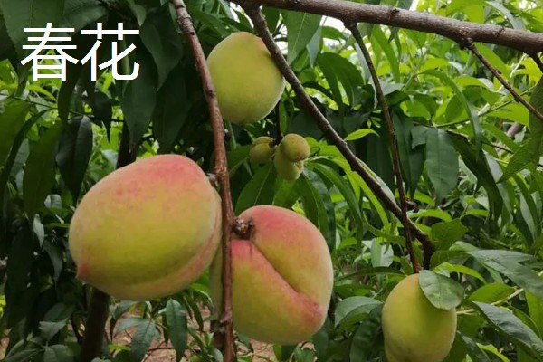 无锡水蜜桃有什么品种,春蕾、春花等品种的品质较好