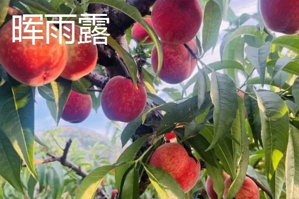 无锡水蜜桃有什么品种,春蕾、春花等品种的品质较好