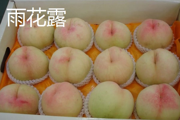 无锡水蜜桃有什么品种,春蕾、春花等品种的品质较好