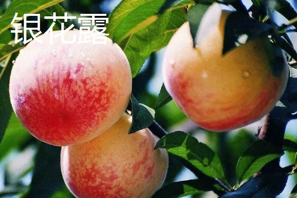 无锡水蜜桃有什么品种,春蕾、春花等品种的品质较好