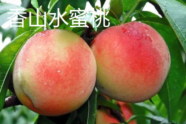 无锡水蜜桃有什么品种,春蕾、春花等品种的品质较好