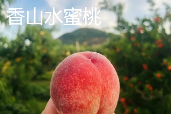 无锡水蜜桃有什么品种,春蕾、春花等品种的品质较好