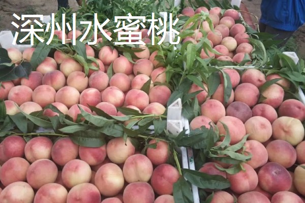 无锡水蜜桃有什么品种,春蕾、春花等品种的品质较好