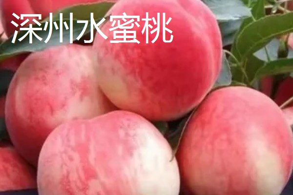 无锡水蜜桃有什么品种,春蕾、春花等品种的品质较好